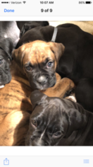 Boxer Puppy for sale in RUNNEMEDE, NJ, USA