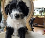 Puppy Bob Sheltidoodle