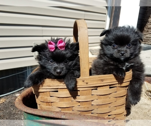 Medium Photo #5 Pomeranian Puppy For Sale in OTTAWA, OH, USA