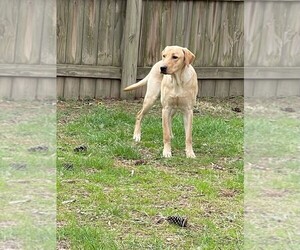 Labrador Retriever Puppy for sale in YORKTOWN, VA, USA