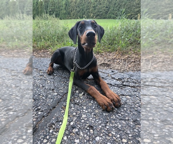 Medium Photo #5 Doberman Pinscher Puppy For Sale in WARSAW, IN, USA