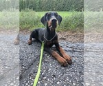 Small #4 Doberman Pinscher