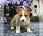 Small Photo #1 Pembroke Welsh Corgi Puppy For Sale in EAST EARL, PA, USA