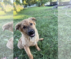Dove - Male American Pit Bull Terrier-German Shepherd Dog Mix Dog for Adoption - Photo #4