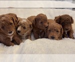 Image preview for Ad Listing. Nickname: Litter of 6