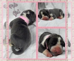 Great Dane Puppy for sale in MARSHVILLE, NC, USA