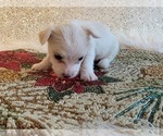Small Photo #8 Yoranian-Yorkshire Terrier Mix Puppy For Sale in HUDDLESTON, VA, USA