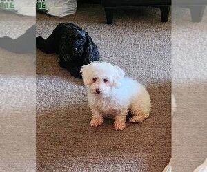 Poodle (Toy) Dogs for adoption in Sioux Falls, SD, USA