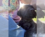 Puppy Allie Mastiff