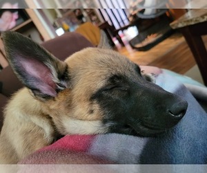 Malinois Puppy for sale in KULPMONT, PA, USA