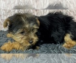 Small Photo #14 Yorkshire Terrier Puppy For Sale in AZLE, TX, USA
