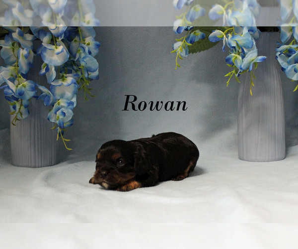 Medium Photo #6 Cavalier King Charles Spaniel Puppy For Sale in CHANUTE, KS, USA