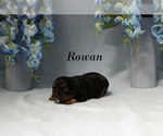 Small #5 Cavalier King Charles Spaniel