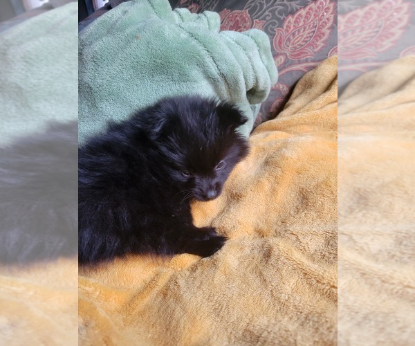 Medium Photo #6 Pomeranian Puppy For Sale in WILLIAMSBURG, CO, USA