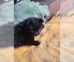 Small #5 Pomeranian
