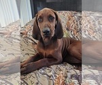 Small #1 Redbone Coonhound