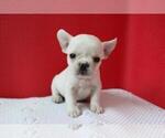 Small Photo #2 French Bulldog Puppy For Sale in WILTON, CT, USA