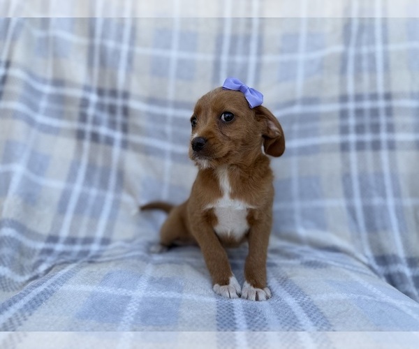 Medium Photo #6 Beagle-Labradoodle Mix Puppy For Sale in LAKELAND, FL, USA