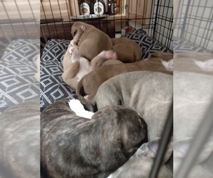 American Pit Bull Terrier Puppy for sale in ALTAMONT, NC, USA