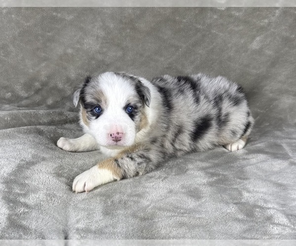 Medium Photo #8 Australian Shepherd Puppy For Sale in SALISBURY, NC, USA