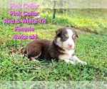 Puppy Pink Collar Border Collie