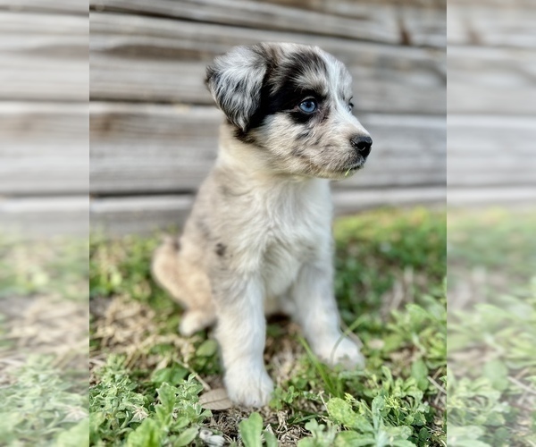 Medium Photo #1 Australian Shepherd Puppy For Sale in ORLANDO, FL, USA