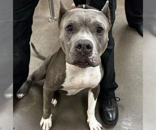 Medium Photo #1 Bulldog-Staffordshire Bull Terrier Mix Puppy For Sale in Chandler, AZ, USA