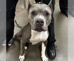 Small Bulldog-Staffordshire Bull Terrier Mix