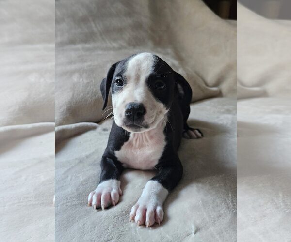 Medium Photo #10 American Staffordshire Terrier-Unknown Mix Puppy For Sale in Holly Springs, NC, USA