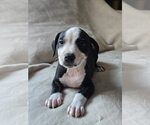 Small #9 American Staffordshire Terrier Mix