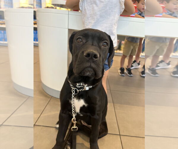 Medium Photo #5 Mutt Puppy For Sale in Goodyear, AZ, USA