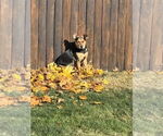 Small #28 Labrador Retriever Mix