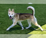 Small Siberian Husky Mix