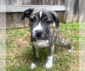 American Staffordshire Terrier-Labrador Retriever Mix Dogs for adoption in Lakewood, CO, USA