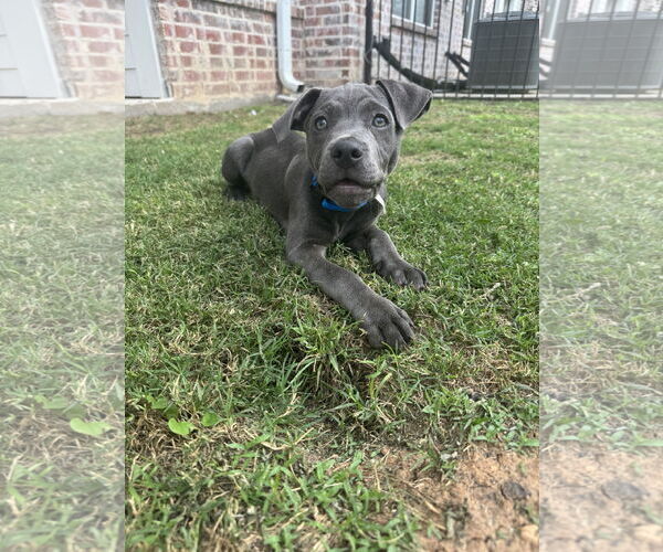 Medium Photo #2 Dachshund-Unknown Mix Puppy For Sale in Rosenberg, TX, USA