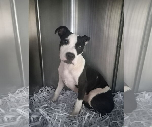 Medium Photo #22 Mutt Puppy For Sale in Murfreesboro, NC, USA