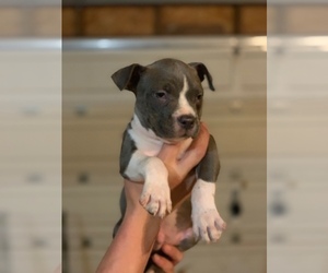 American Pit Bull Terrier Puppy for sale in VANCOUVER, WA, USA