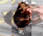 Small Photo #366 Yorkshire Terrier Puppy For Sale in AKRON, OH, USA