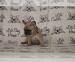 Small Photo #80 French Bulldog Puppy For Sale in TACOMA, WA, USA