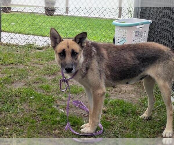 Medium Photo #2 German Shepherd Dog Puppy For Sale in Camarillo, CA, USA