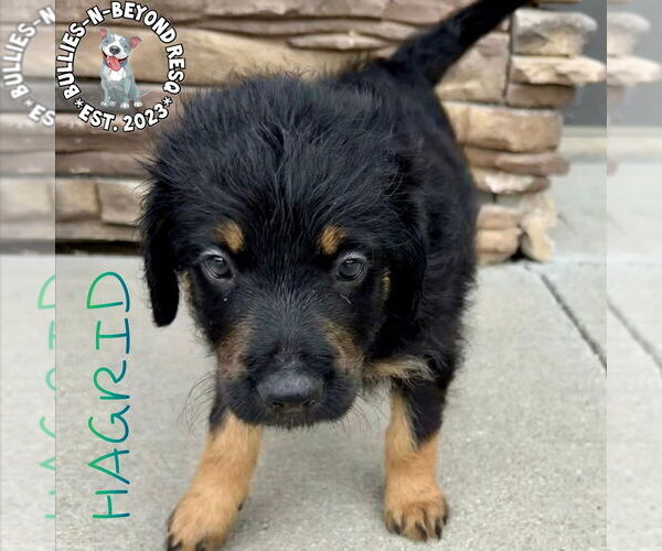 Medium Photo #2 Rottle Puppy For Sale in Omaha, NE, USA