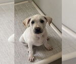 Small #1 Labrador Retriever Mix