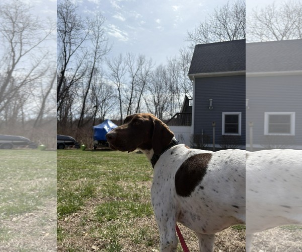 Medium Photo #2 Pointer-Unknown Mix Puppy For Sale in pomfret, CT, USA