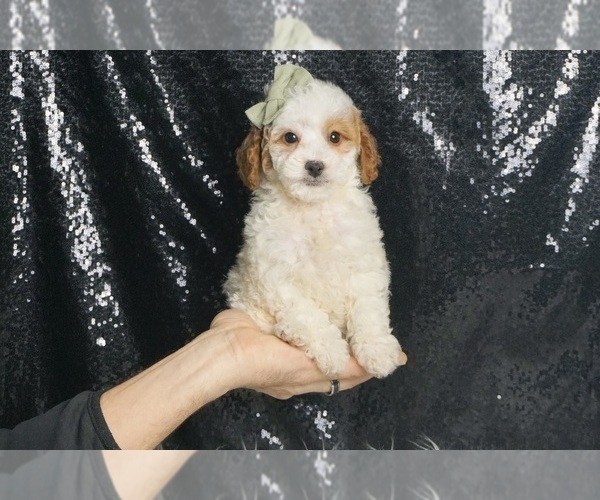 Medium Photo #91 Poodle (Toy) Puppy For Sale in WARSAW, IN, USA