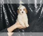 Puppy Finland AKC Poodle (Toy)