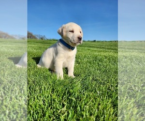 Labrador Retriever Puppy for sale in CARROLLTON, OH, USA