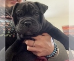 Puppy Puppy 1 English Bulldog