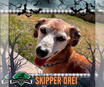 Small Photo #8 Chiweenie Puppy For Sale in San Antonio, TX, USA