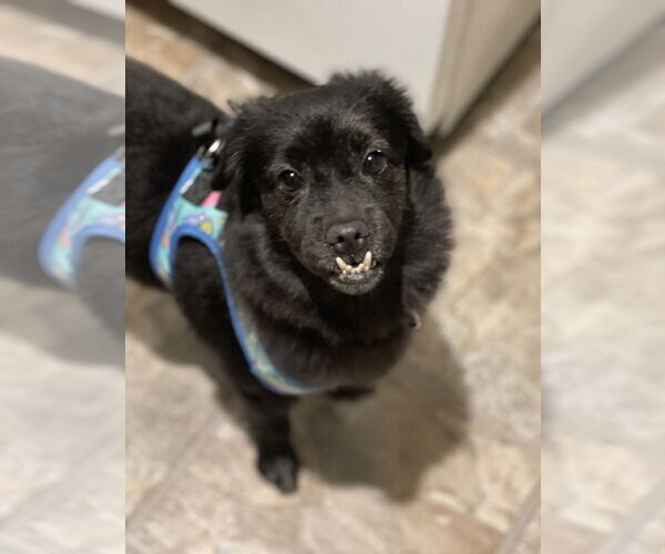 Medium Photo #7 Mutt Puppy For Sale in Philadelphia, PA, USA