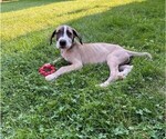 Puppy Rowdy Great Dane